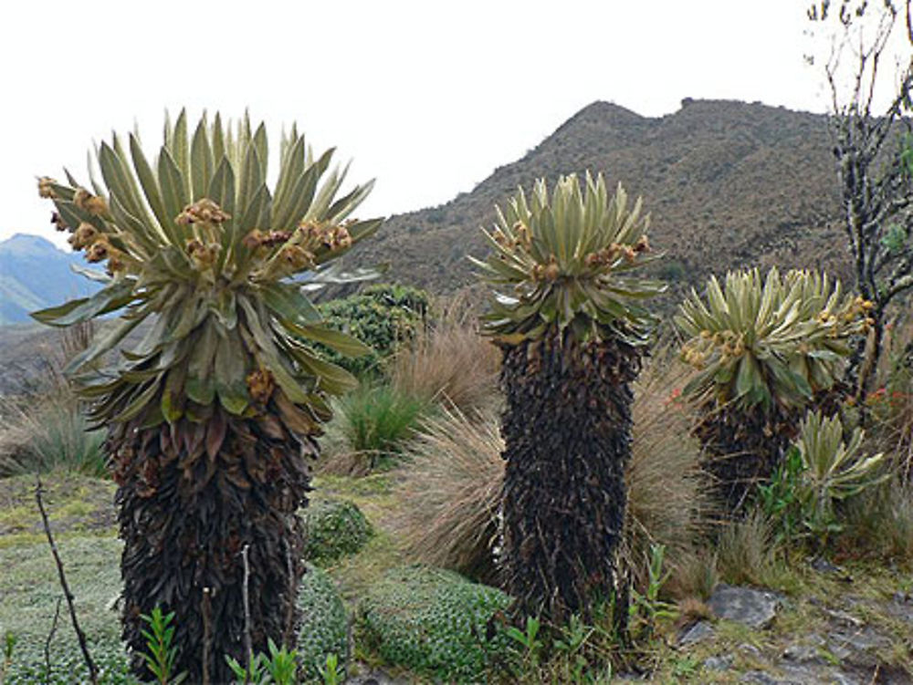 Parque Los nevados