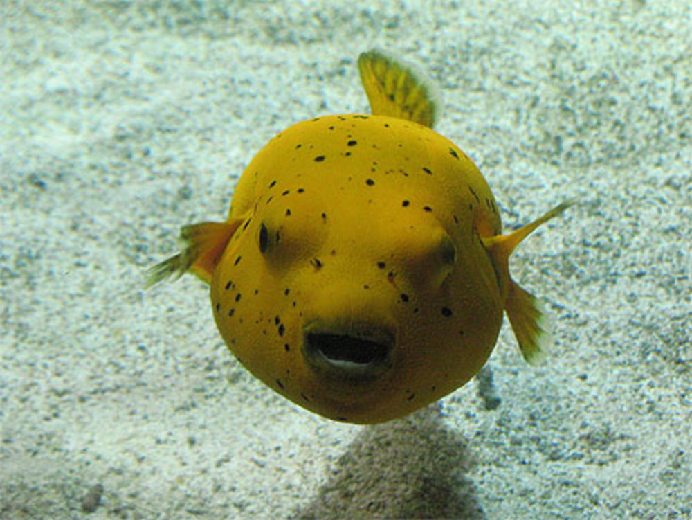 Poisson ballon citron, ou &quot;FUGU&quot;