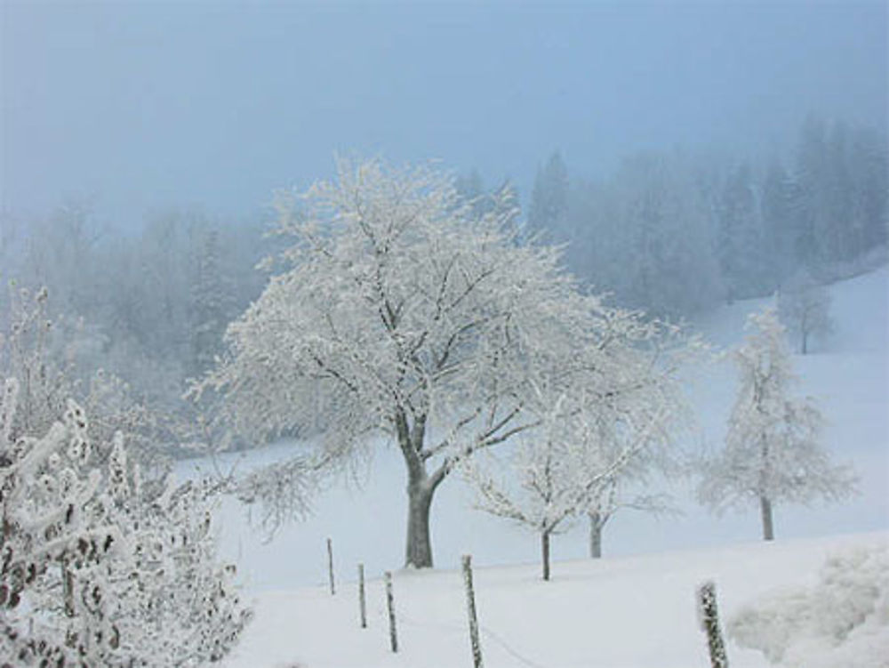 Arbre et Glace