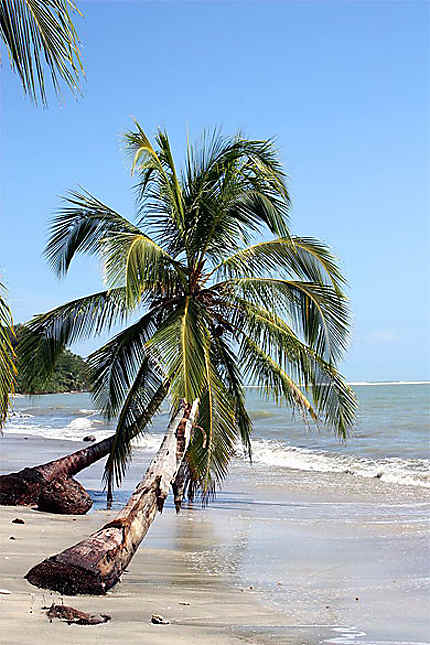 Cocotiers à Cahuita