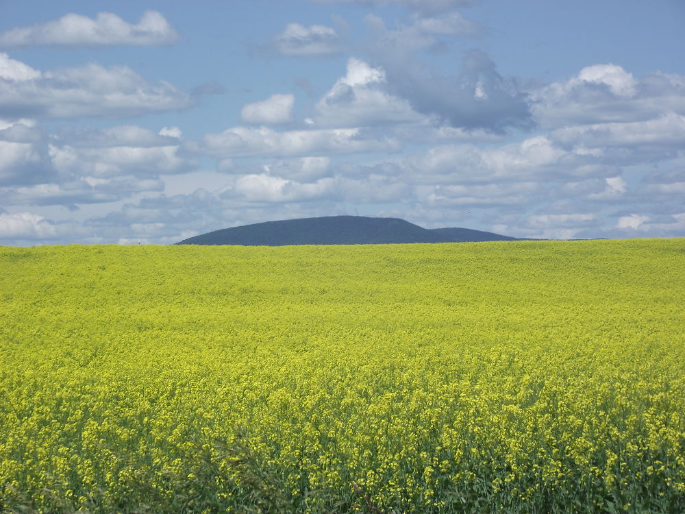 Champ de Canolas à L'Île-D'Orléans