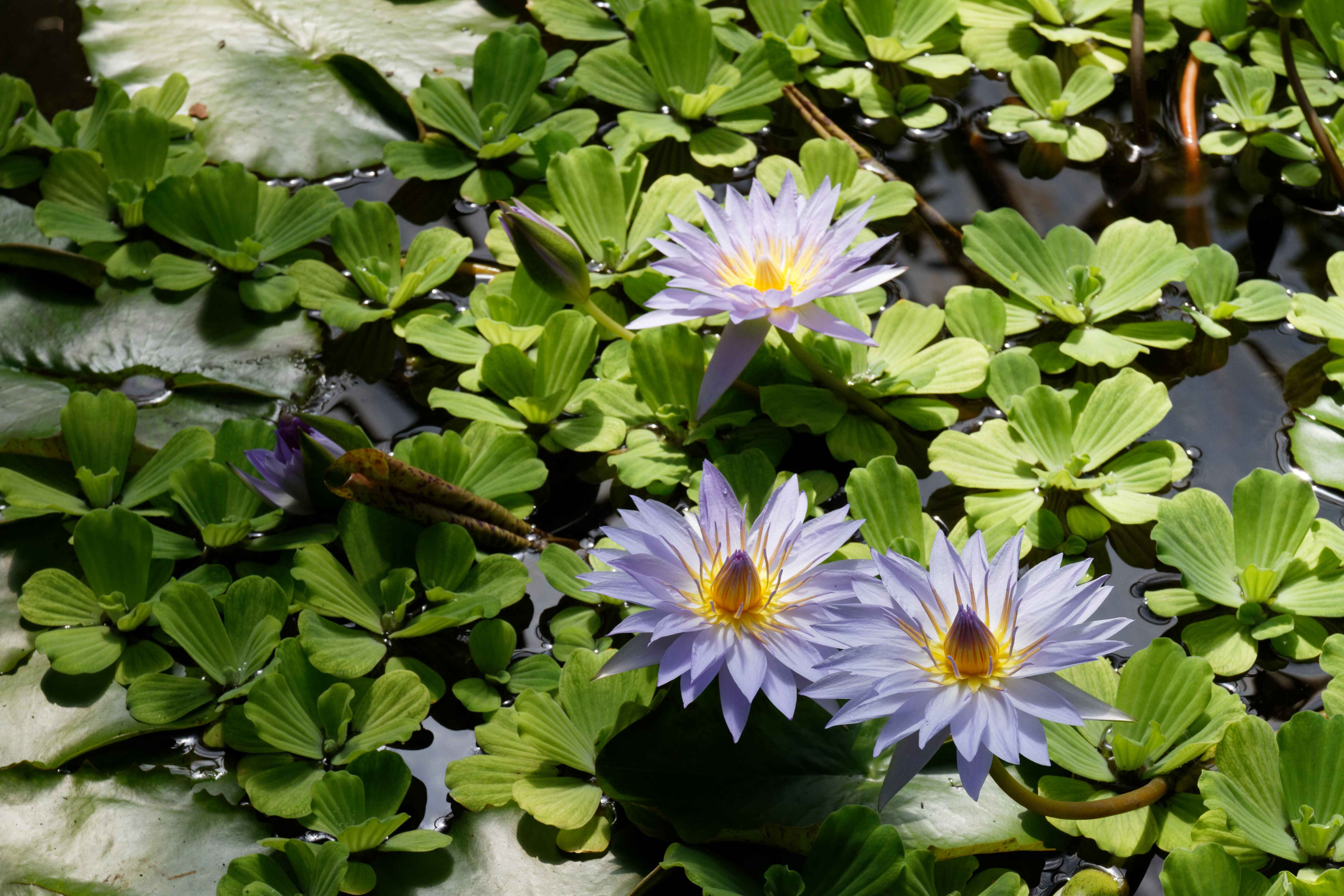 Royal Botanic Garden