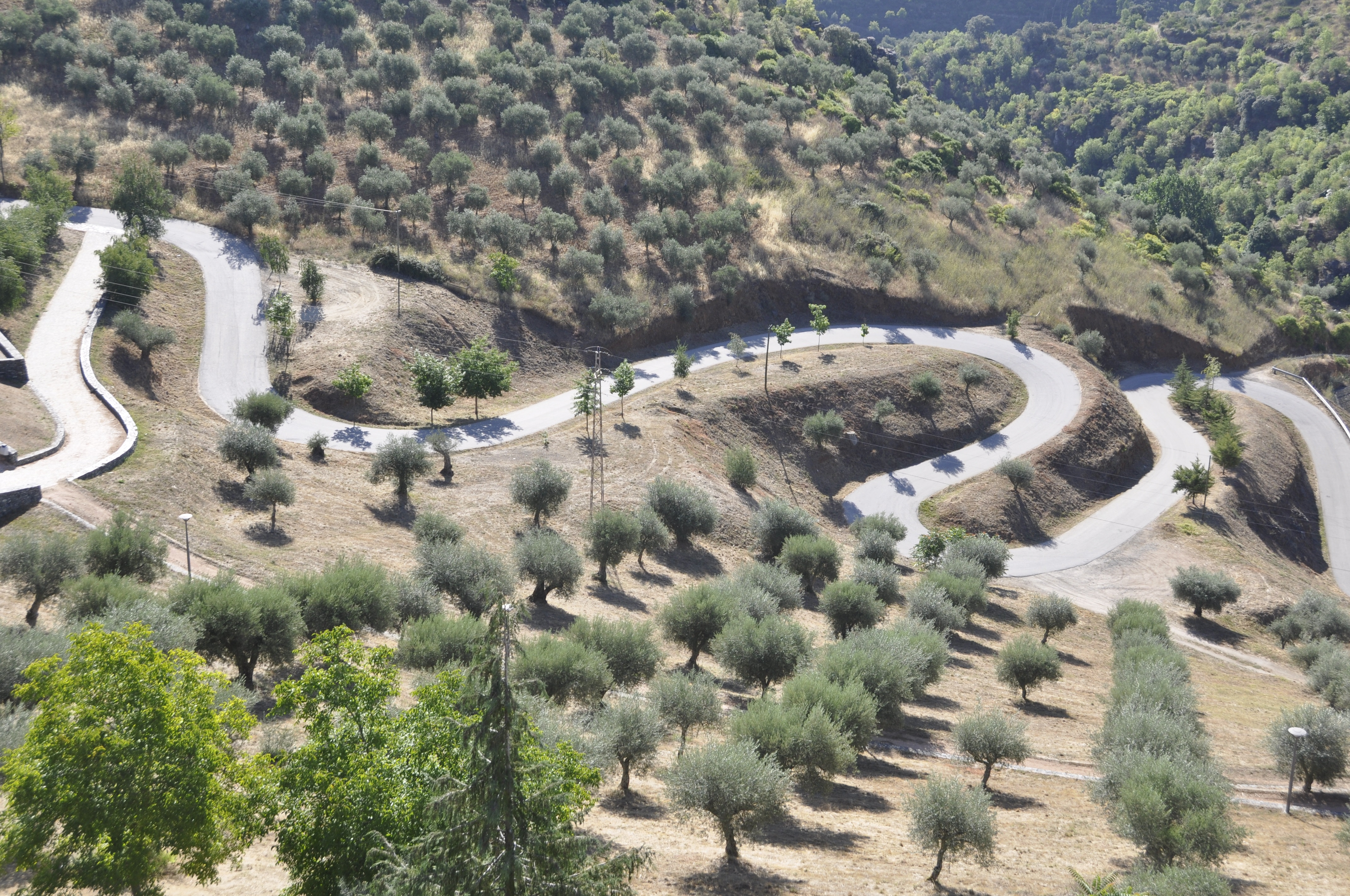Au milieu des plantations d'oliviers Au milieu des plantations d'oliviers