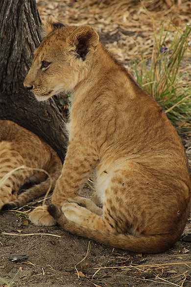 Lionceau assis Lionceau assis