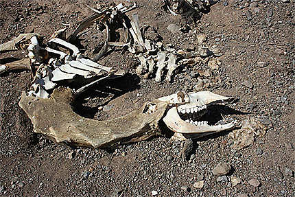 Algérie - Hoggar - Squelette de chameau