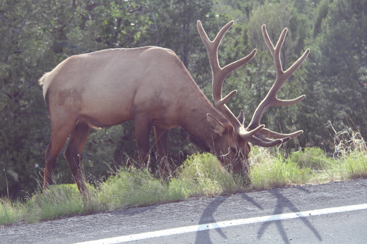 Cerf Cerf