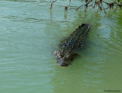 Crocodile de la réserve naturelle de Rio Lagartos