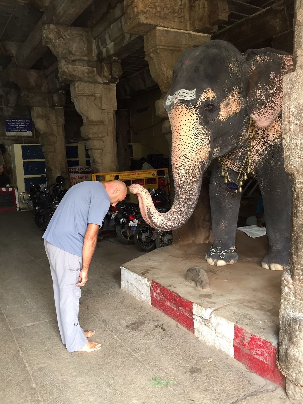 Éléphant au temple de Rock Fort à Trichy