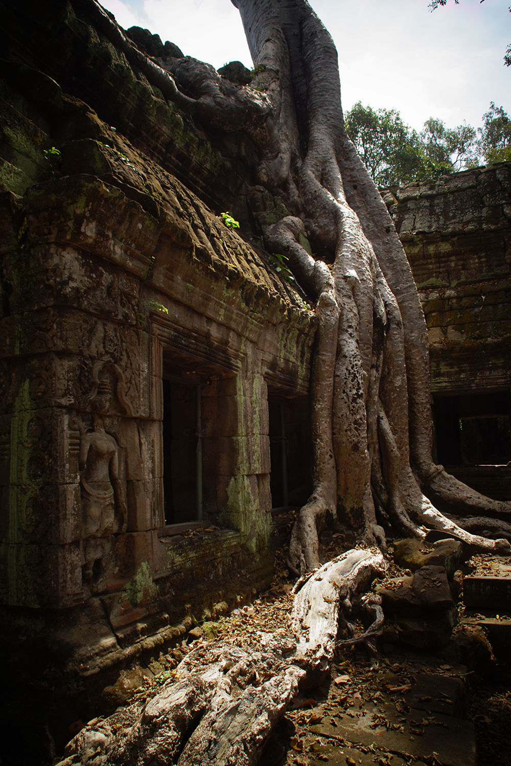 Racine à Ta Prohm, temple, Cambodge