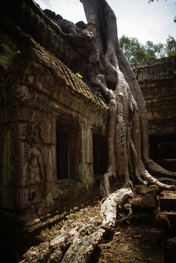 Racine au temple de Ta Prohm, Cambodge