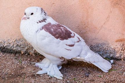 Djanet - Au marché, pigeon d'un élevage