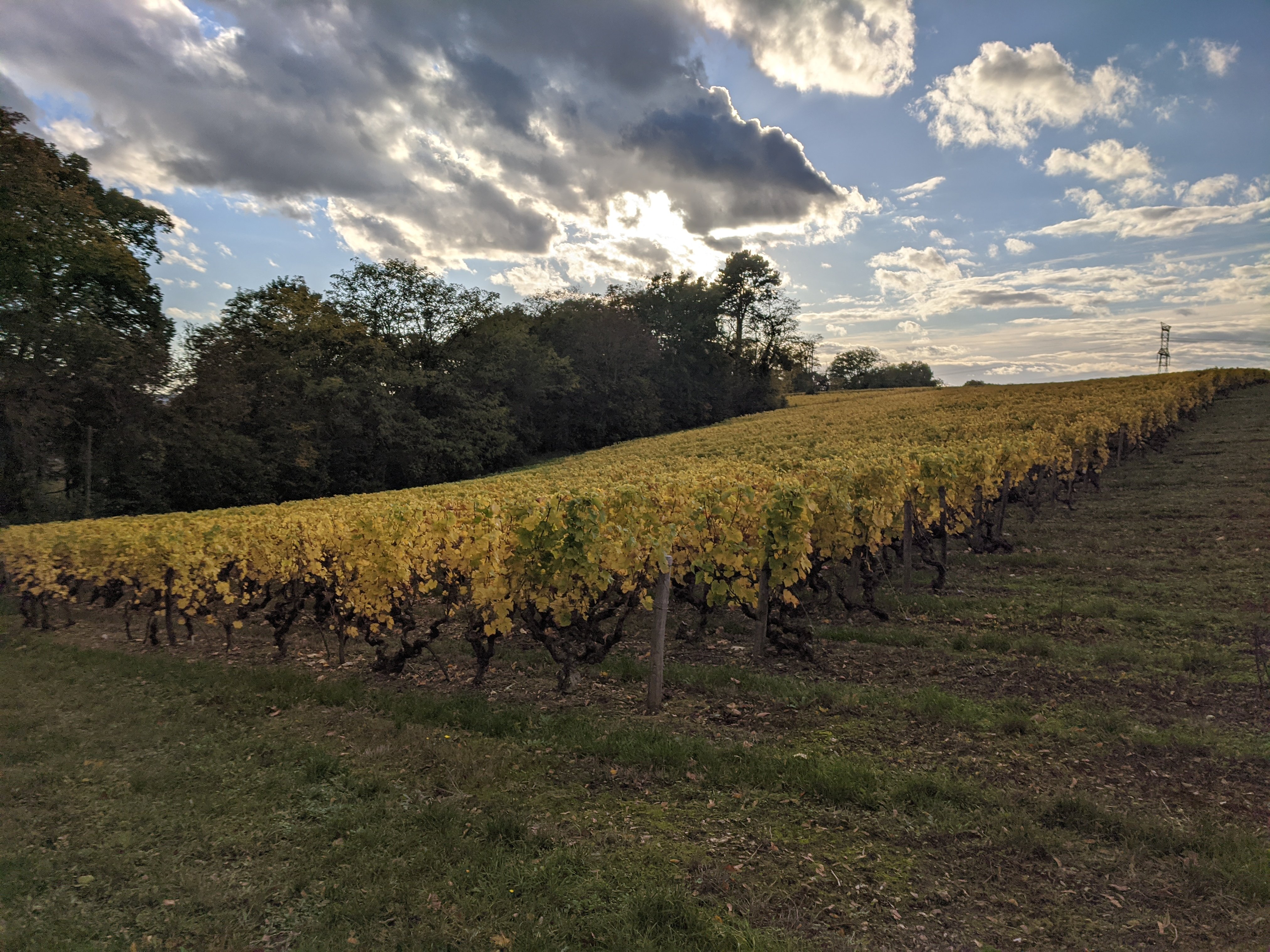 Vignes pentues Vignes pentues