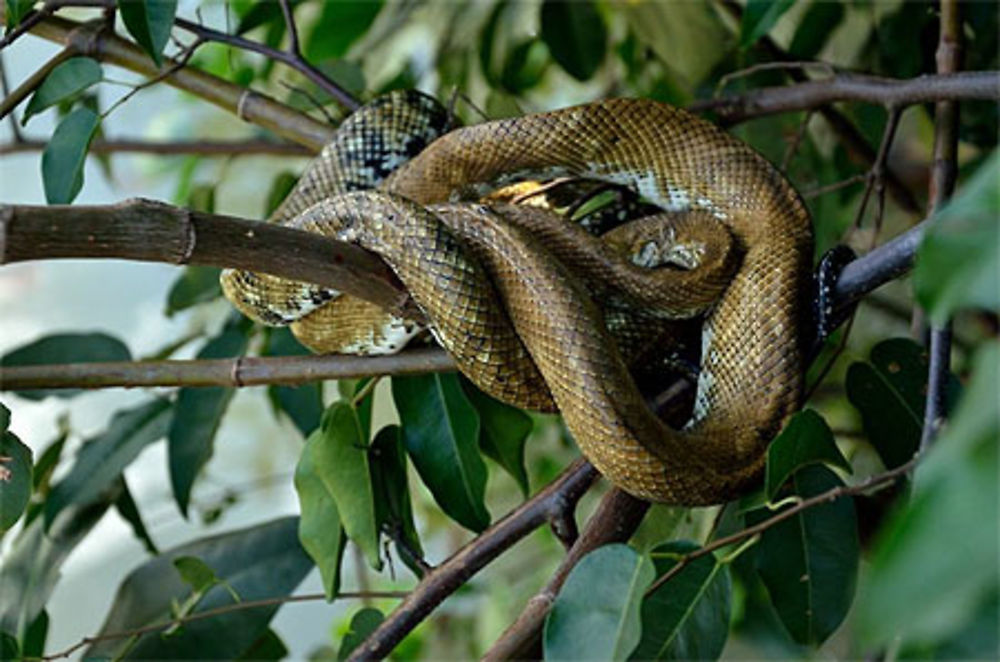 Boa constrictor