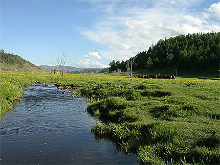 Troupeau de chevaux près d'une rivière