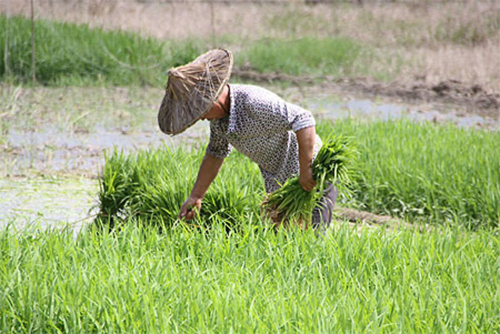 Récolte du riz