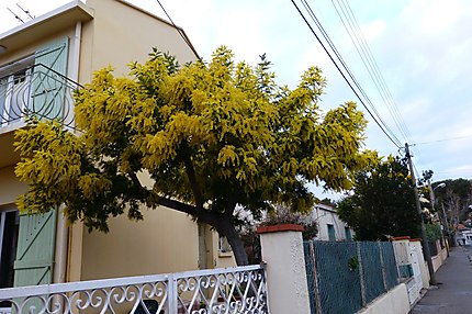 Mimosa dans ruelle de Sanary 
