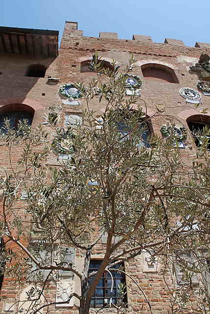 Un olivier devant le palais prétorial