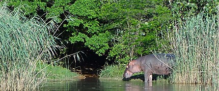 Hippopotame au Botswana