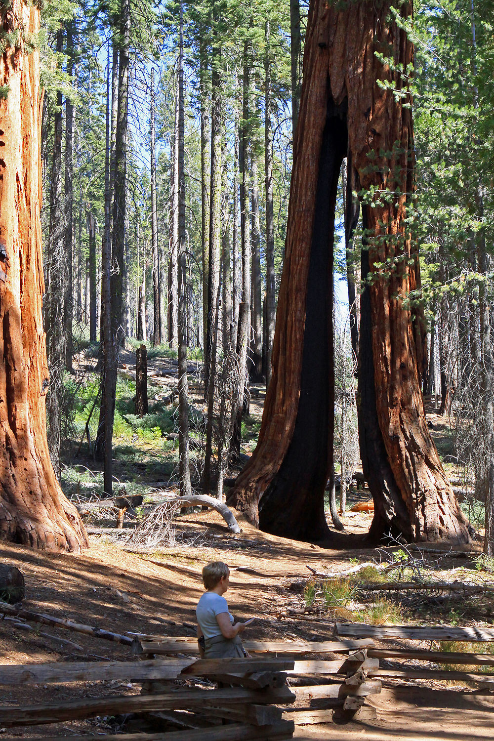 Mariposa Grove