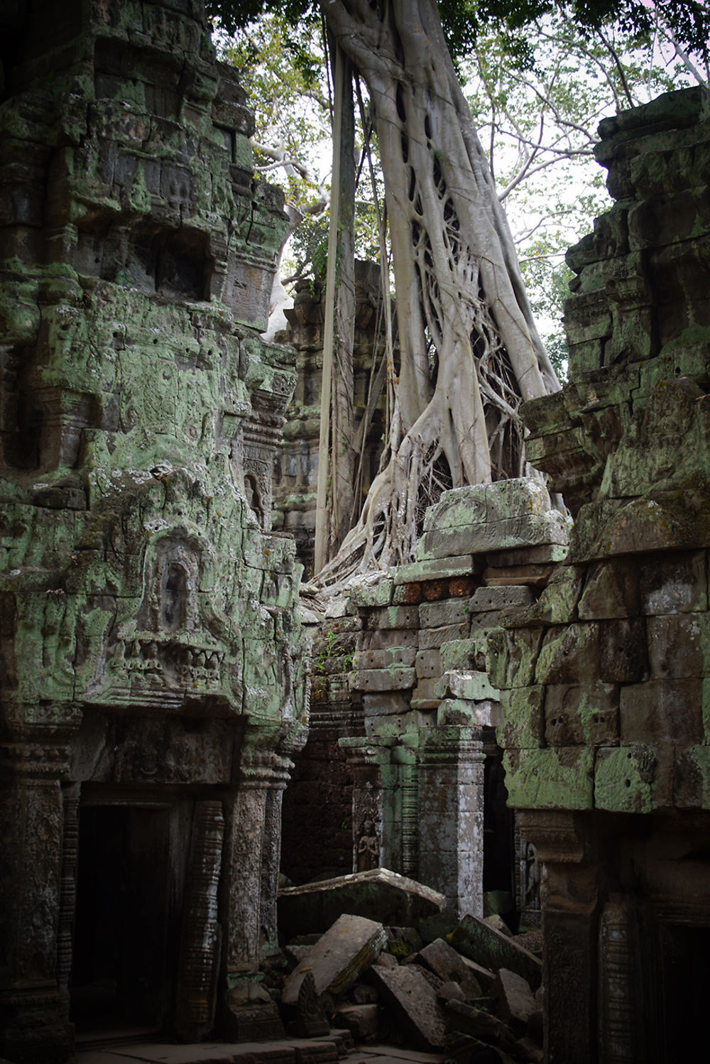 Contraste à Ta Prohm, Cambodge