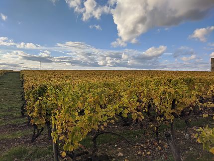 Vignes dorées à Vouvray