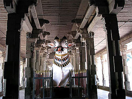 Nandhi au Temple de Thiruvidaimarudour
