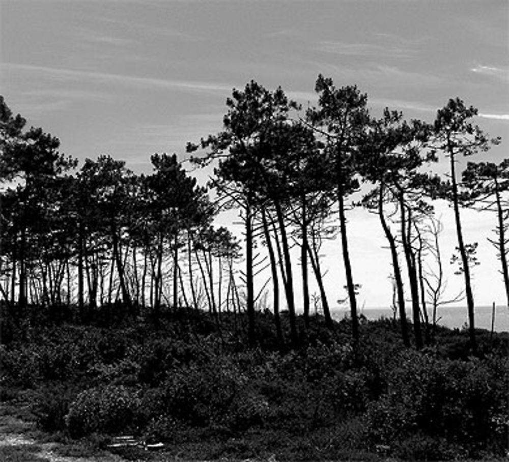 Forêt de Pin, Chemin de La Courbe