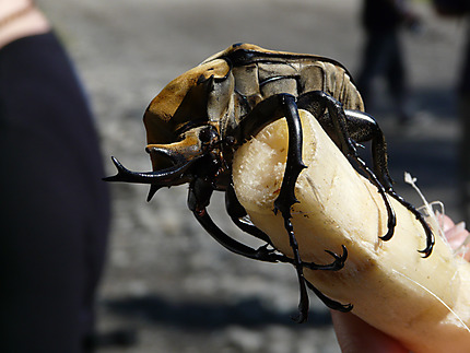 Un scarabée géant