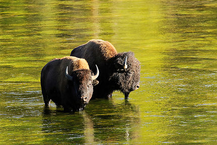 Bisons dans la Yellowstone River