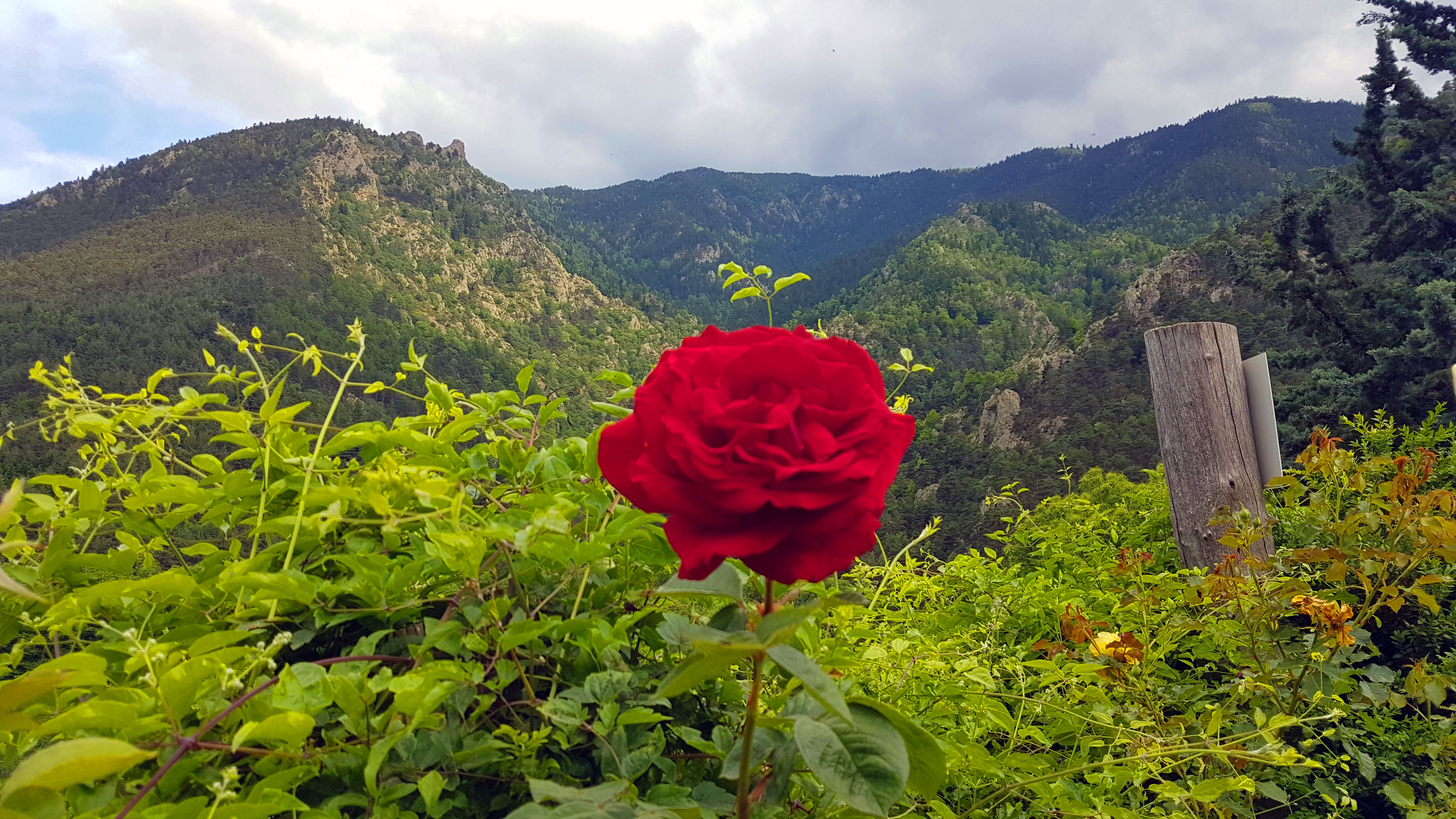 La rose et le massif du Tres Estelles La rose et le massif du Tres Estelles