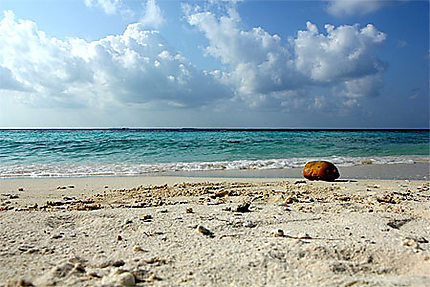 Noix de coco sur le sable