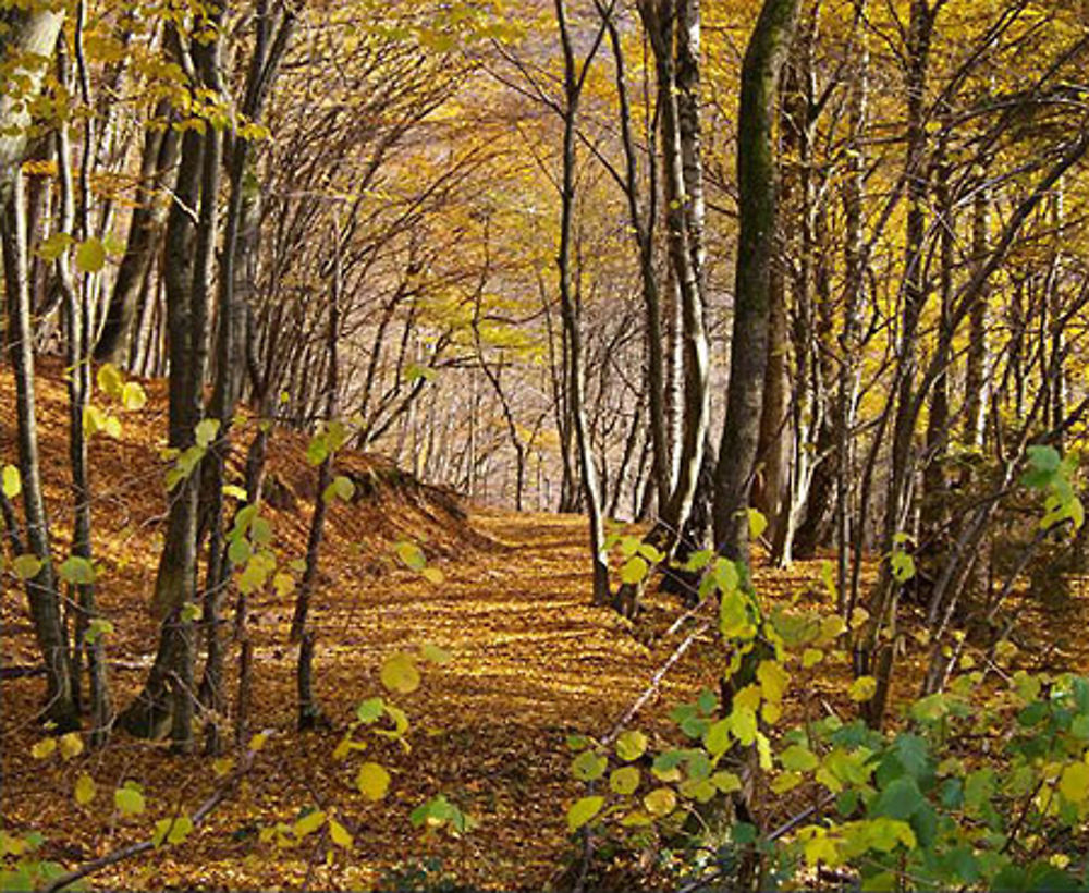 Automne en Alsace