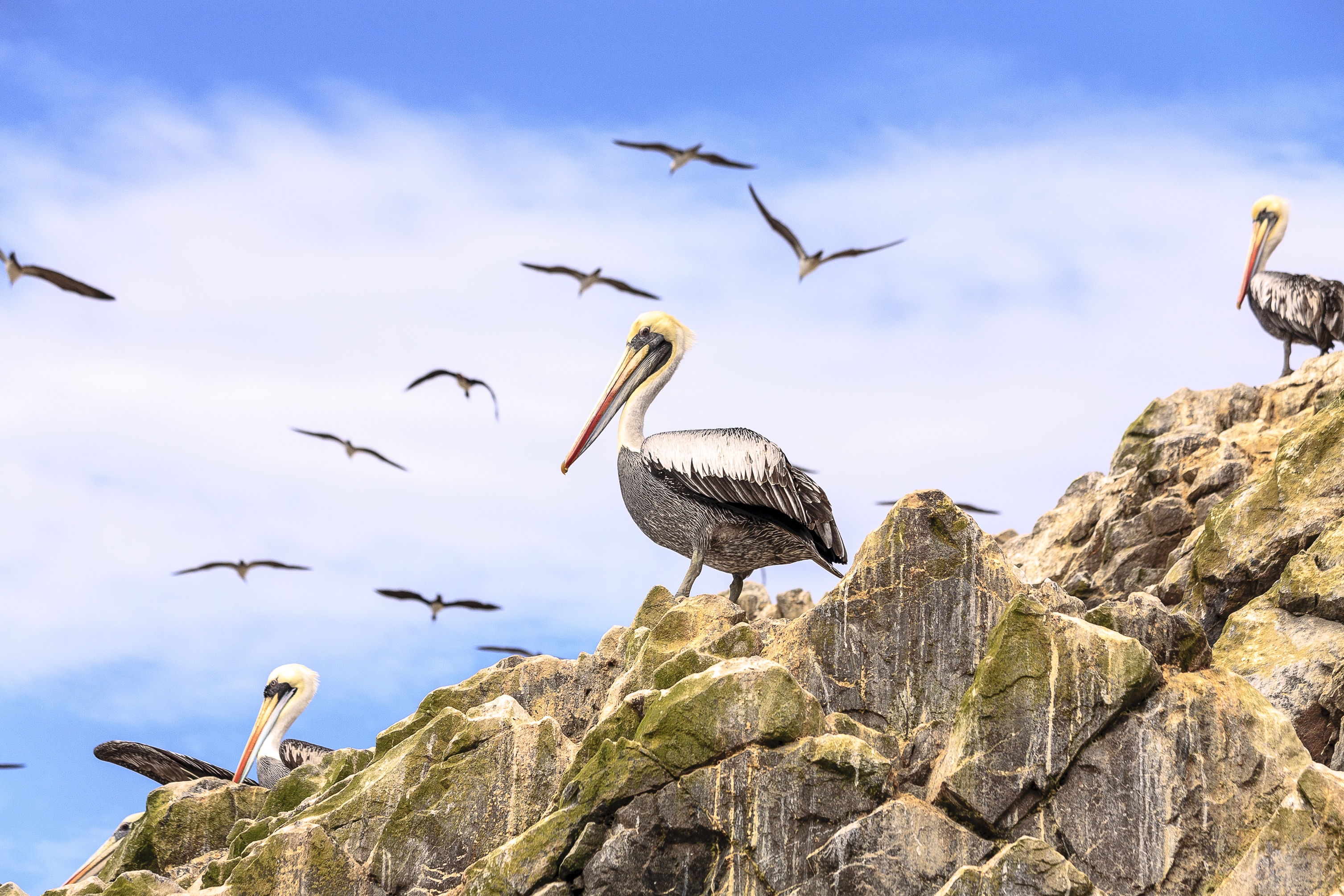 Islas Ballestas Islas Ballestas