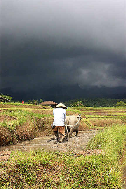 Travail dans les rizières de Jatiluwih, avant l'orage