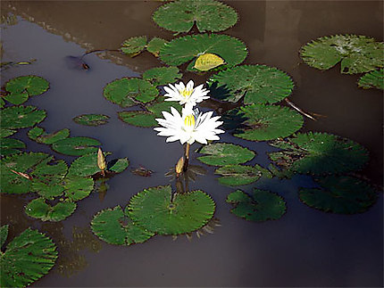 Fleur de lotus, symbole de sagesse