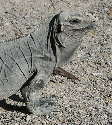 Iguane Rhinoceros Iguane Rhinoceros