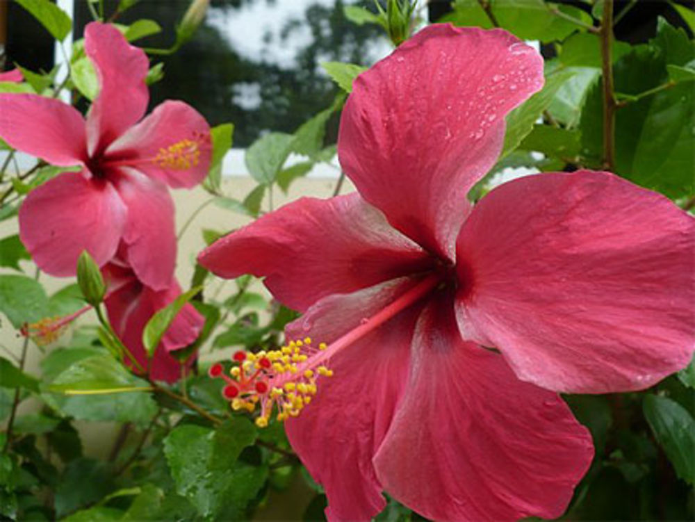 Fleurs sur Turtle Island