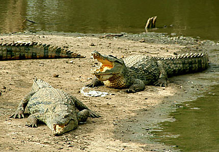 Crocodile du Nil au point d'eau