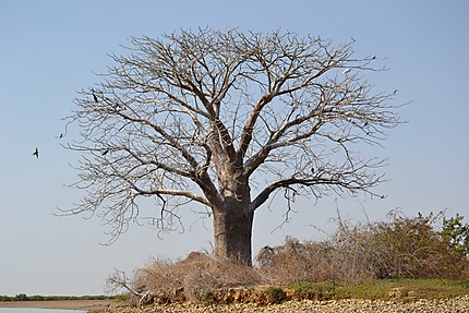 Baobab dans la mangrove du Sine-Saloum