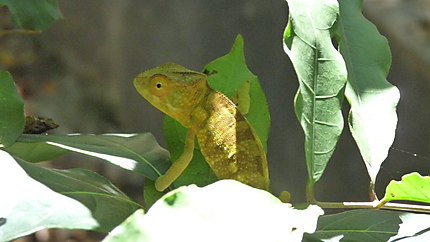 Caméléon à Madagascar