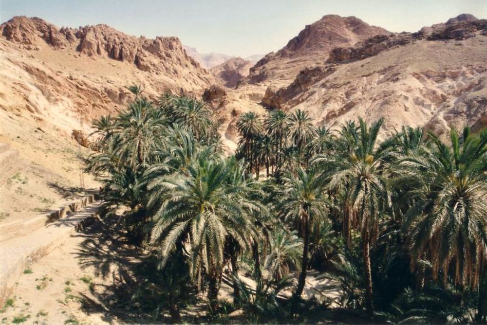 Oasis dans le sud de la Tunisie