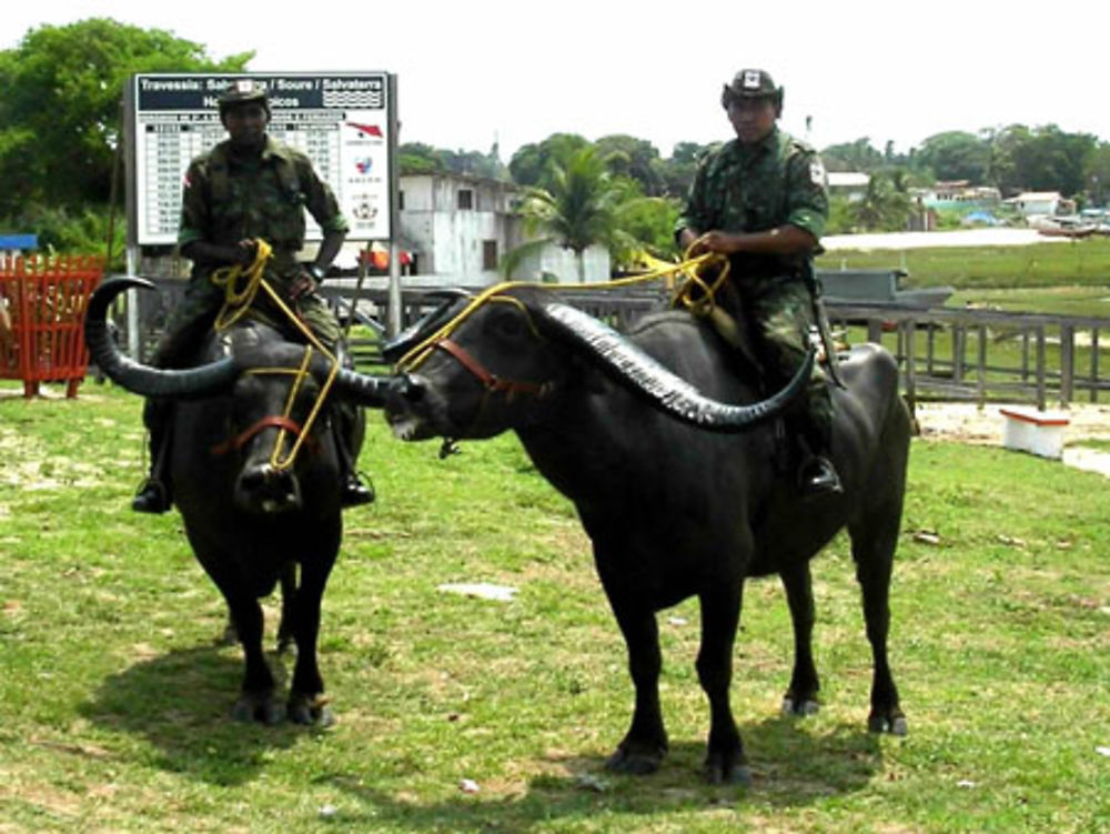 police de marajo