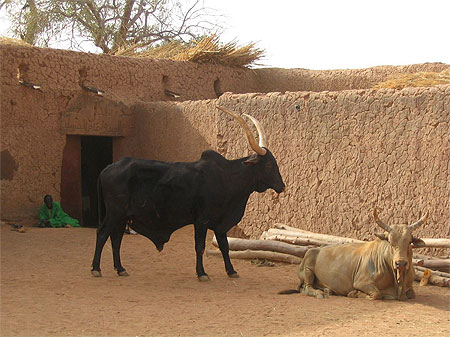 Taureau Taureau