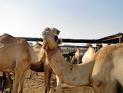 Dromadaire au Camel market
