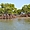 Les Palétuviers dans la Mangrove du Sine-Saloum