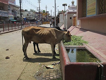 Le repas des vaches sacrées