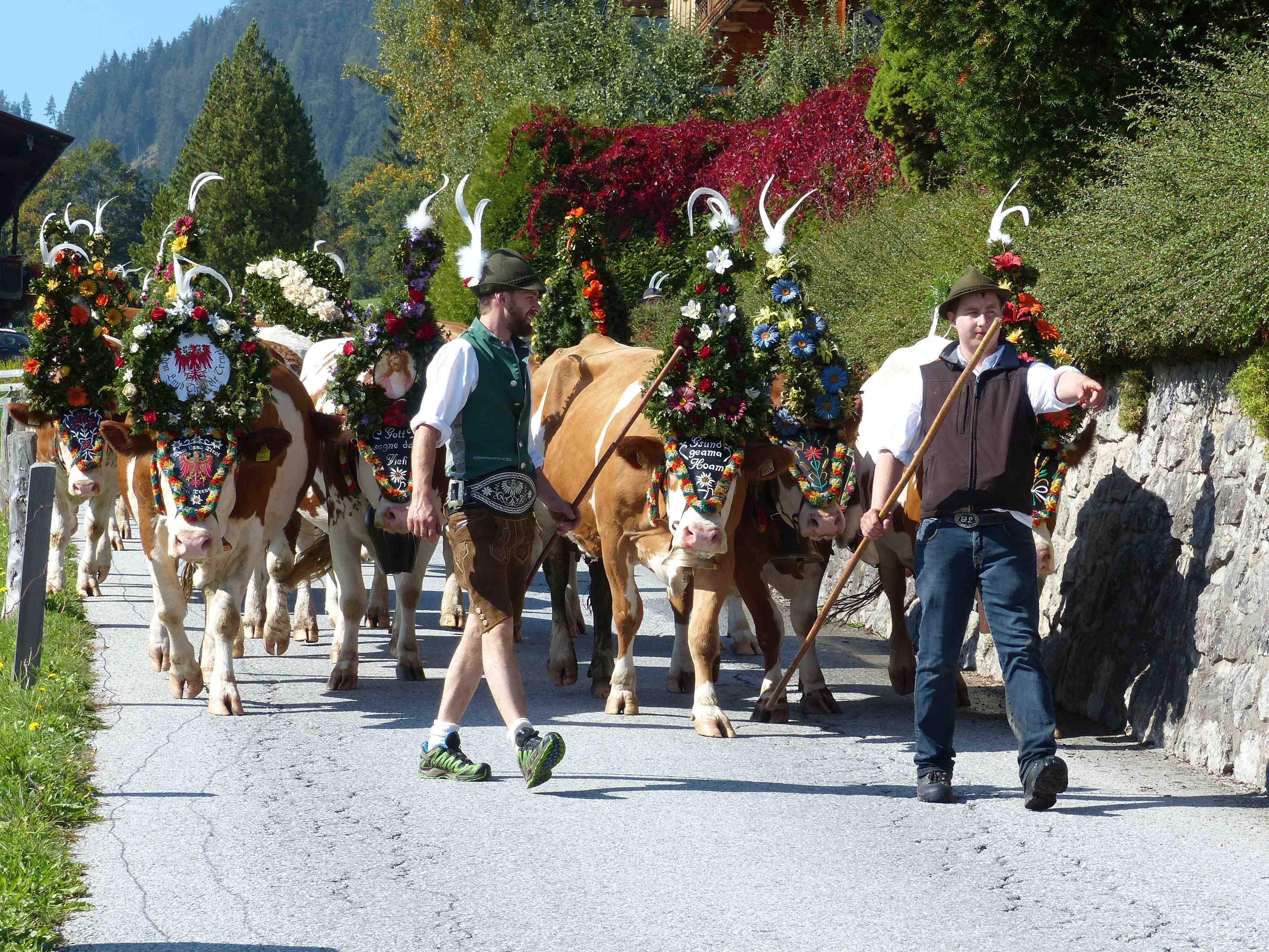 Descente des alpages - Alpbach Descente des alpages - Alpbach