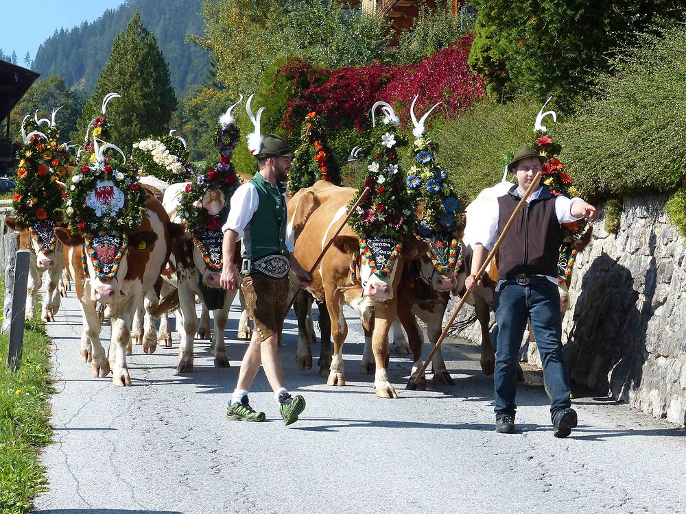 Descente des alpages - Alpbach