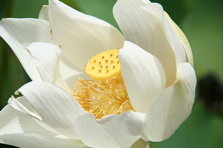 Lotus blanc à Pamplemousses, Île Maurice