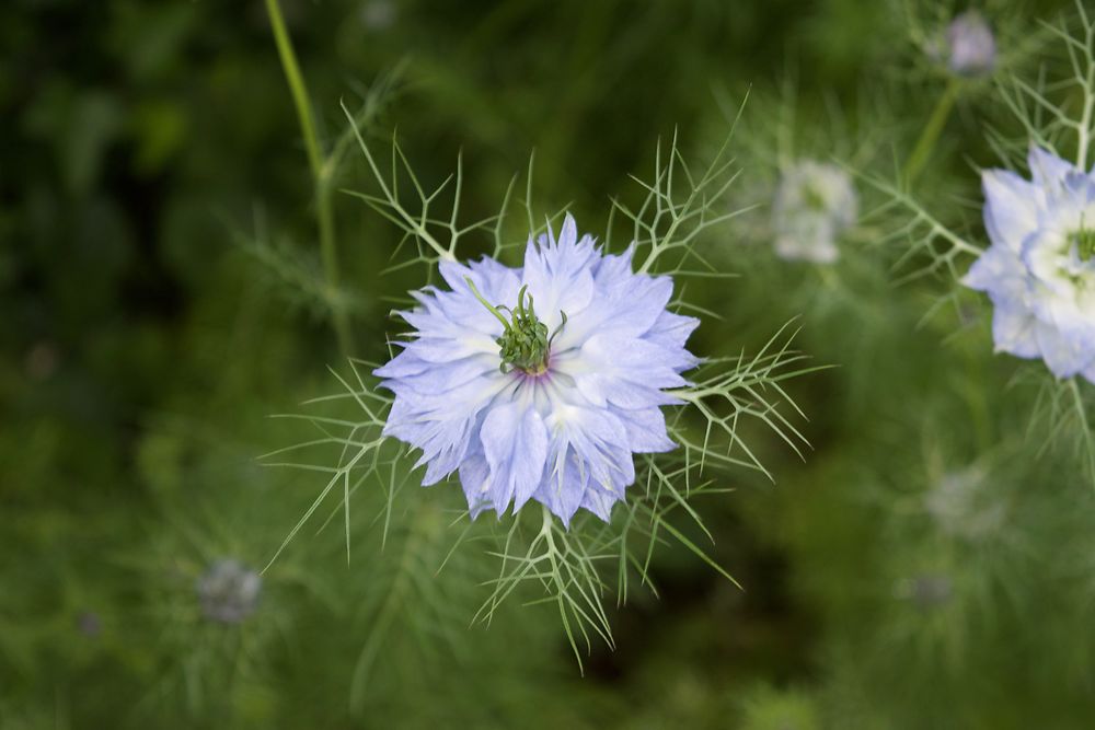 Snowflake flower